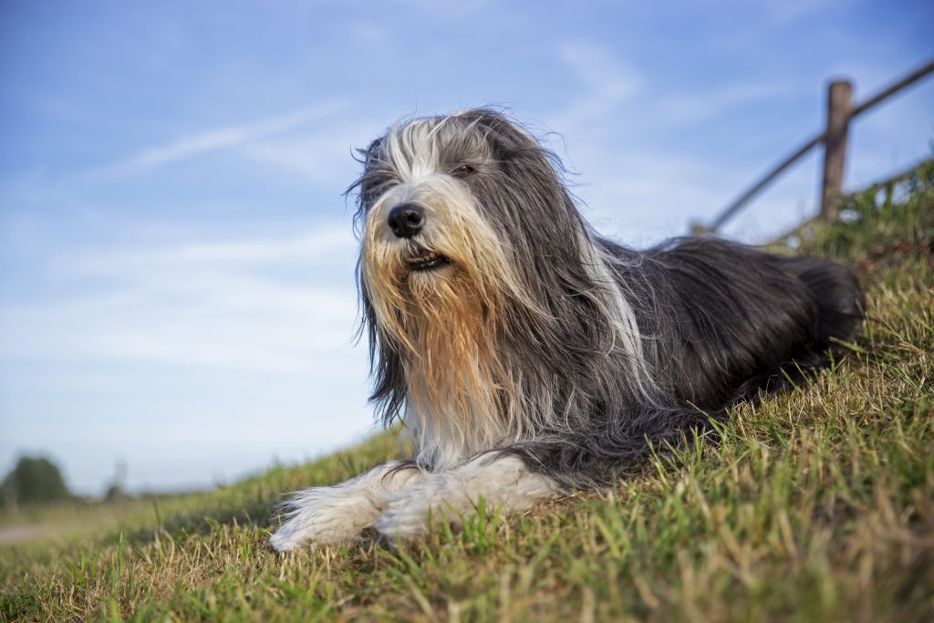 Bearded Collie