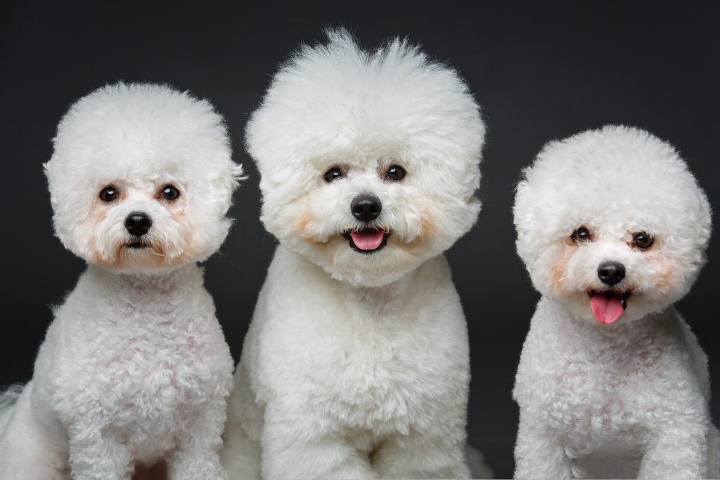 Bichon Frisé