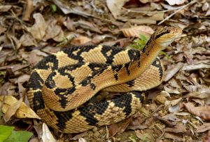 as 5 cobras venenosas mais encontradas no brasil