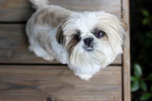 Shih Tzu