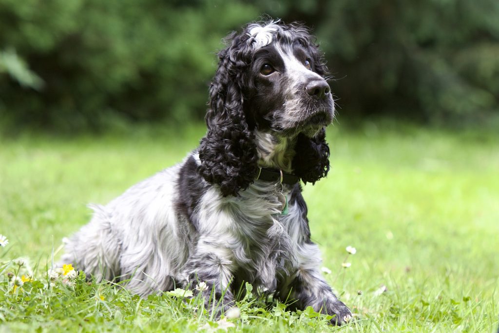 Cocker Spaniel Inglês