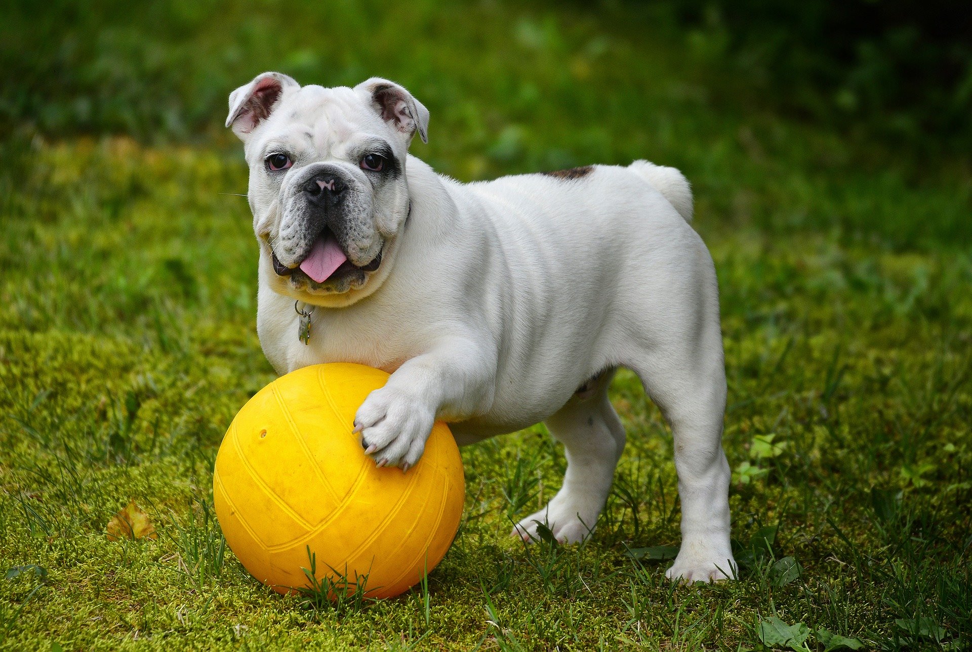 Álbum de Recordações Pet - Bulldog inglês • Com Afeto