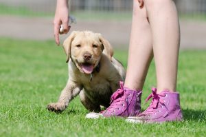 Labrador