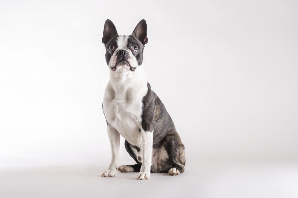 Boston Terrier