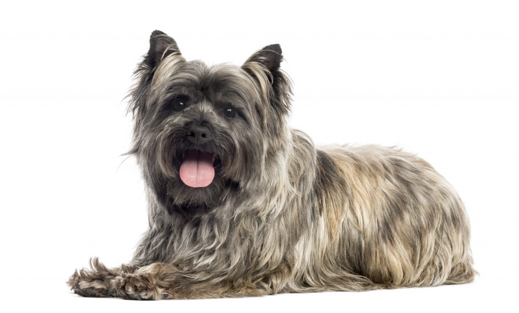 Cairn Terrier