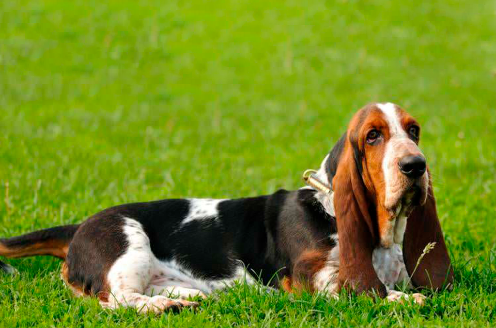 Basset Hound