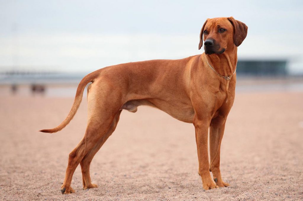 Rhodesian Ridgeback