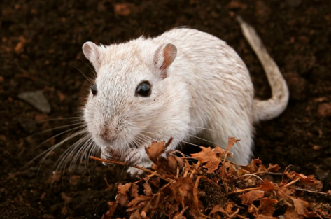 Gerbil, o animal exótico do momento
