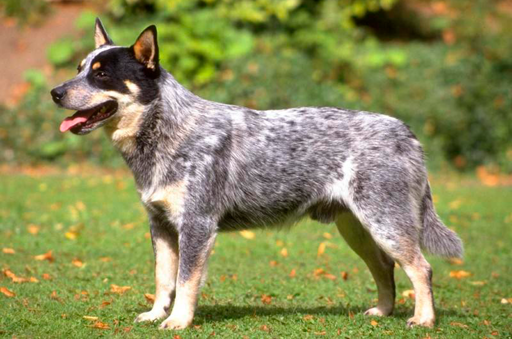 Australian Cattle Dog