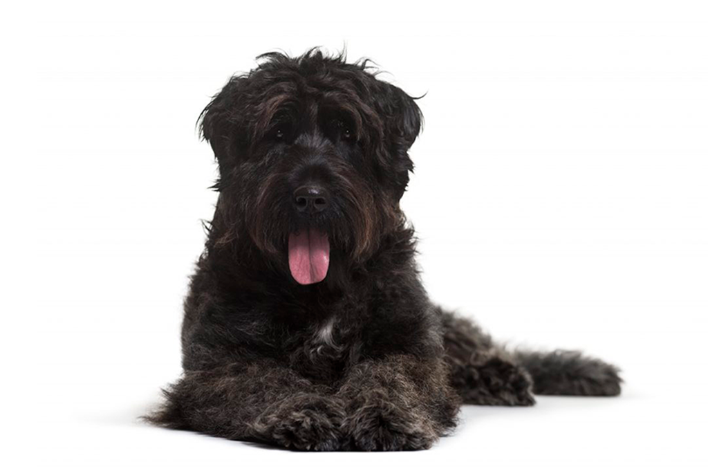 Boiadeiro de Flandres