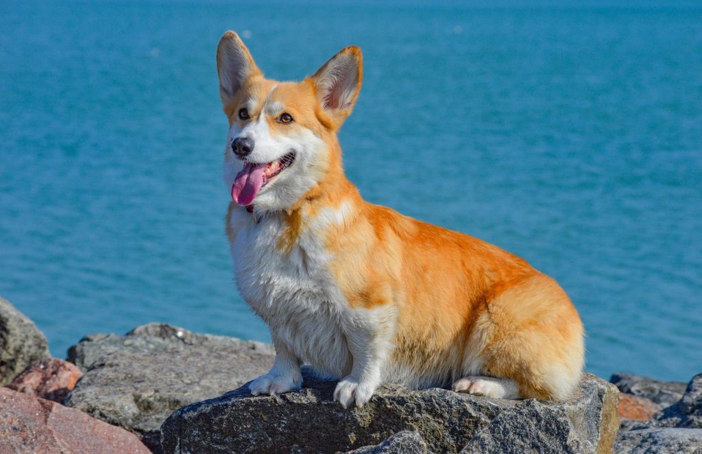 Welsh Corgi Pembroke