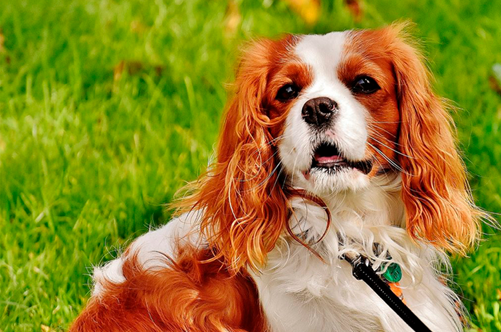 Cavalier King Charles Spaniel