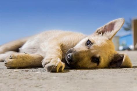 5 passos  para fazer quando um animal é atropelado