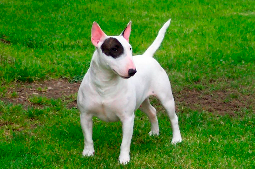 Bull Terrier