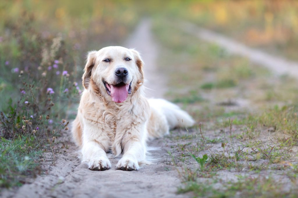 Golden Retriever