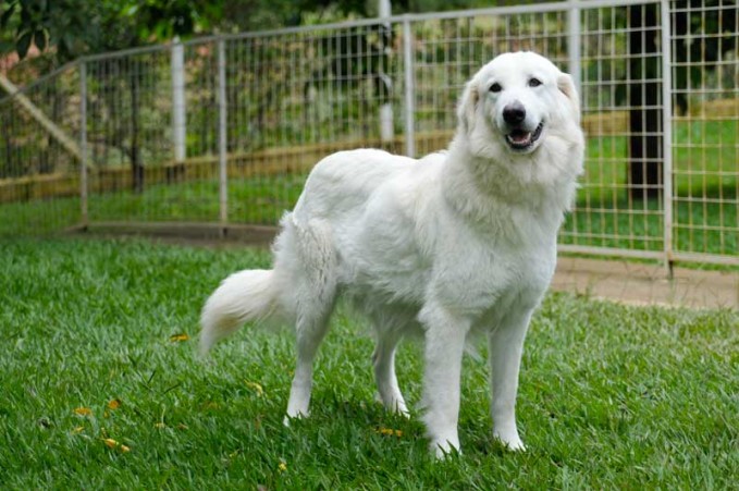 Pastor Maremano Abruzês