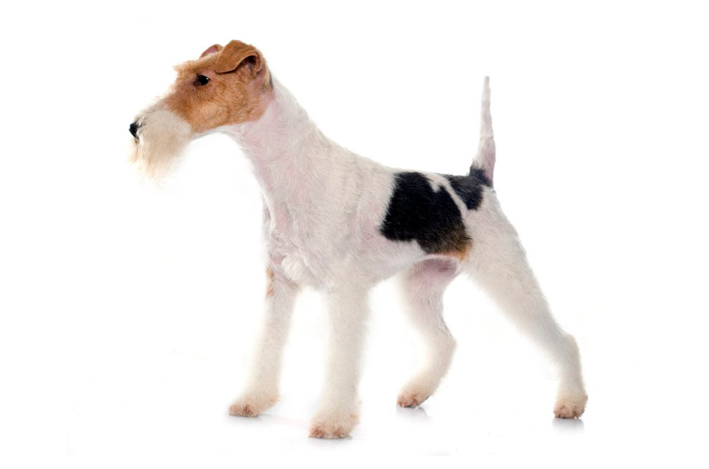 Fox Terrier