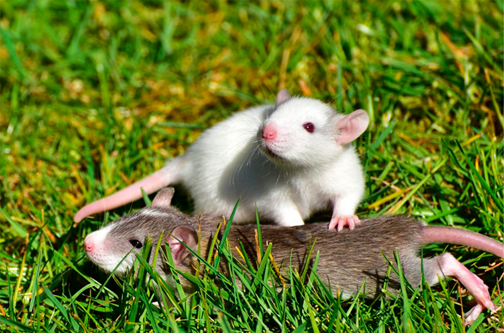 Twister, o rato que você deveria ter em casa