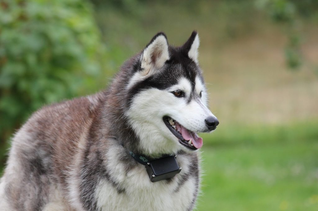Husky Siberiano