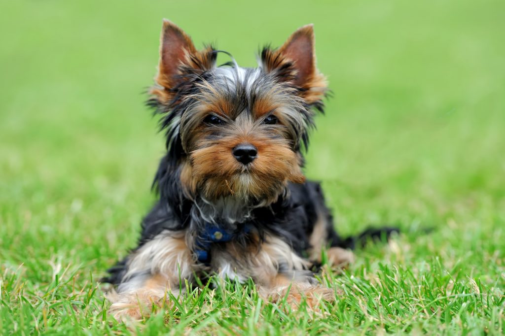 Yorkshire Terrier