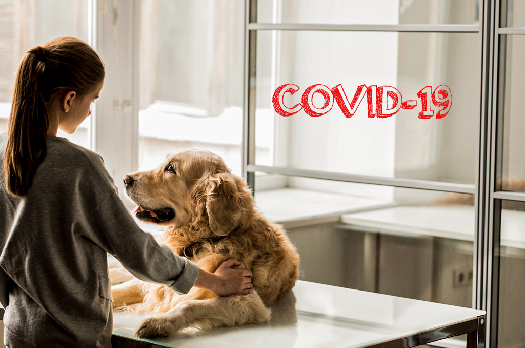 Animais domésticos podem transmitir o coronavírus (COVID-19)?