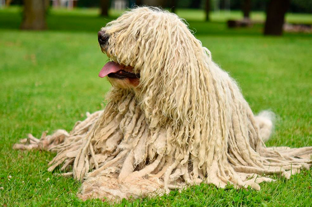 Komondor