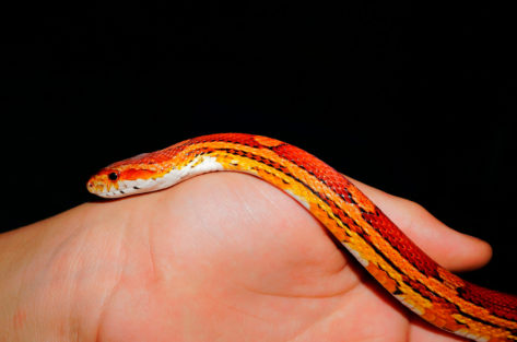 Corn Snake