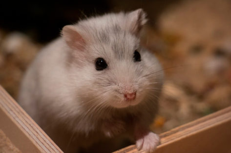 Hamster Anão Russo