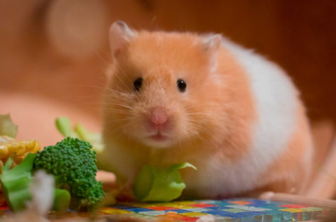 Hamster Sírio