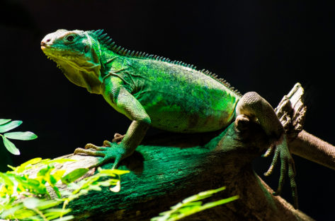 Iguana Verde