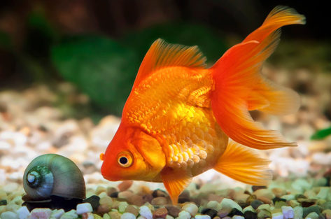 Kinguio ou Peixe Japonês