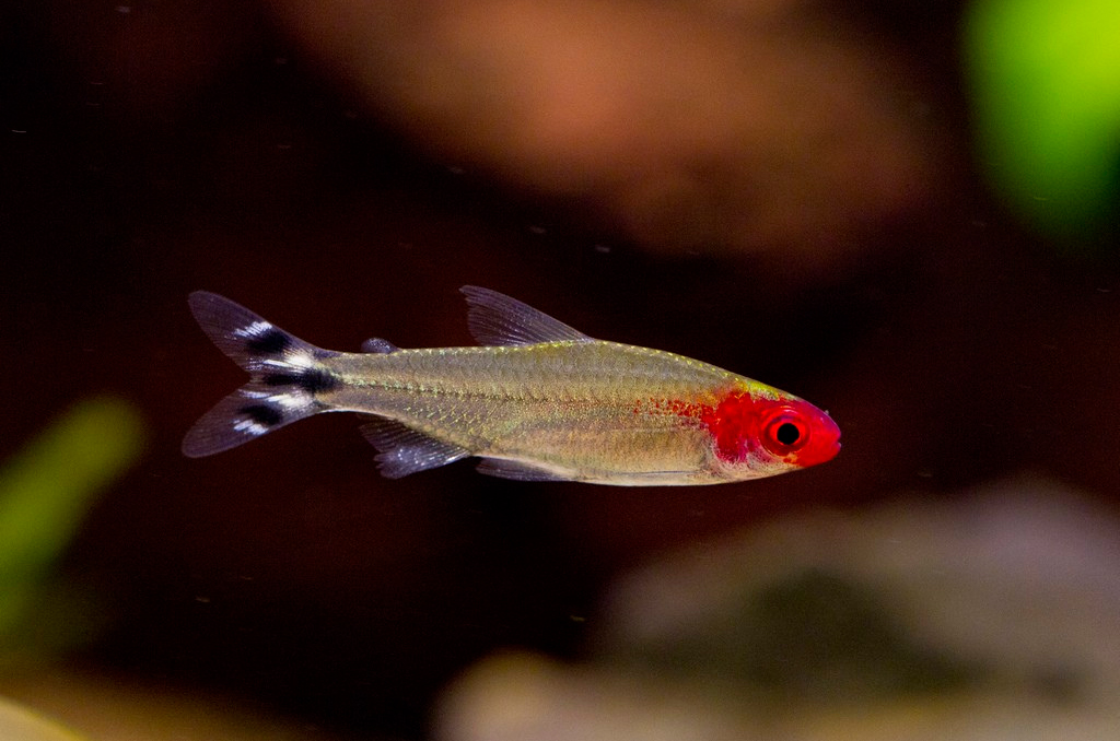 Rodostomus ou Rodóstomo