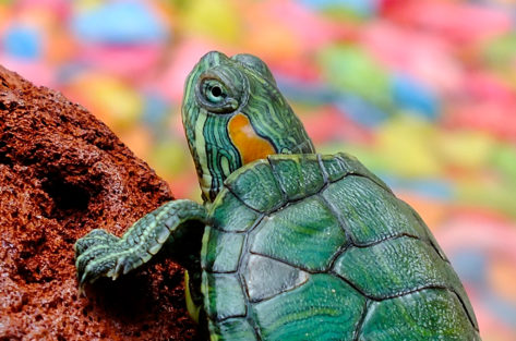 Tartaruga Tigre D’agua