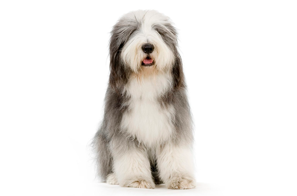 Old English Sheepdog
