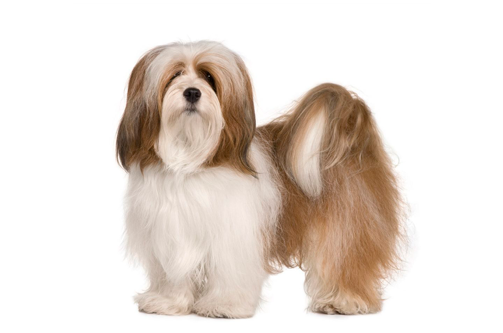 Lhasa Apso