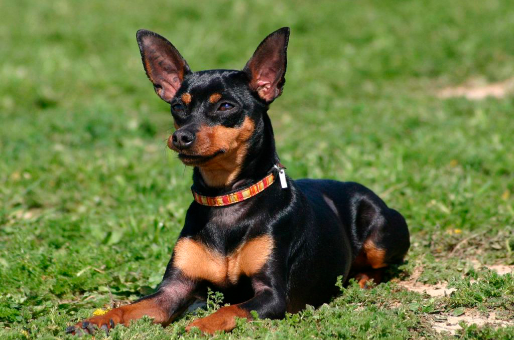 Pinscher