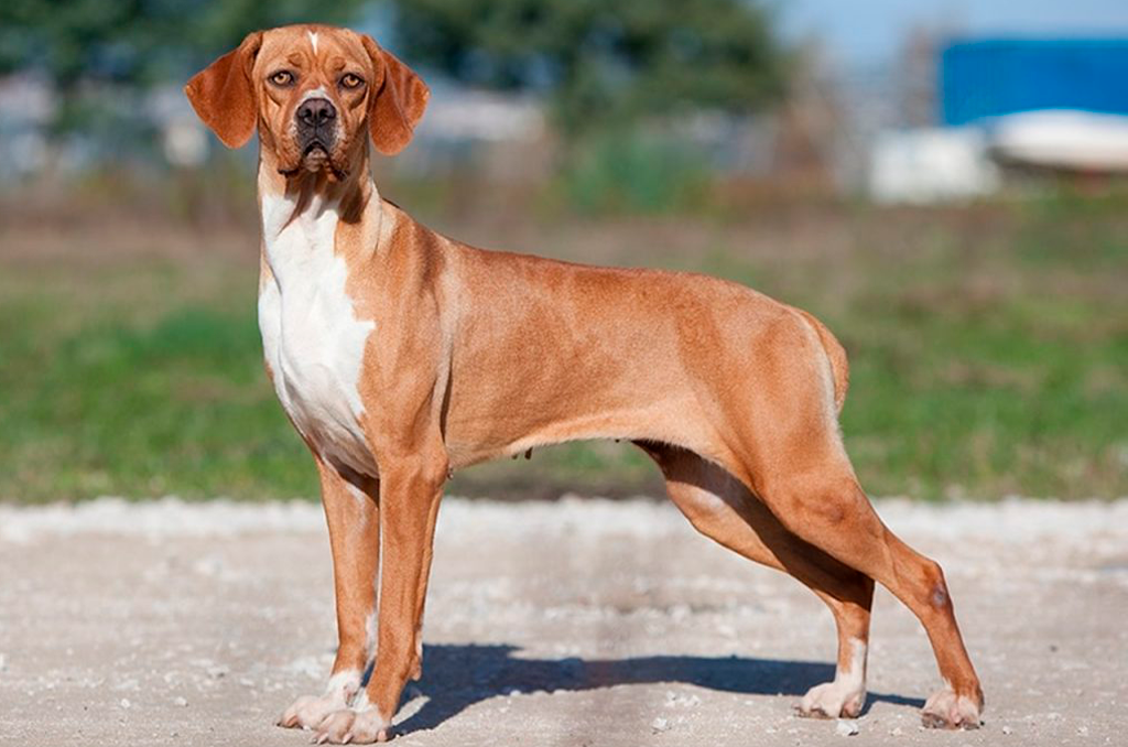 Perdigueiro Português