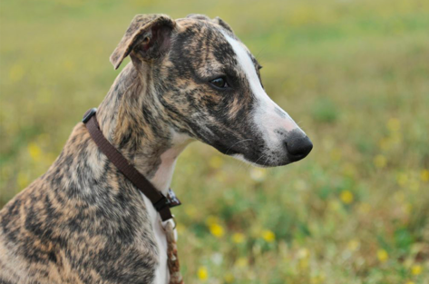 Whippet