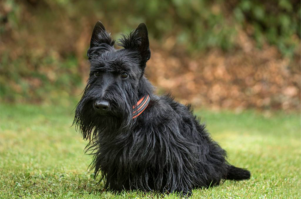 Scottish Terrier