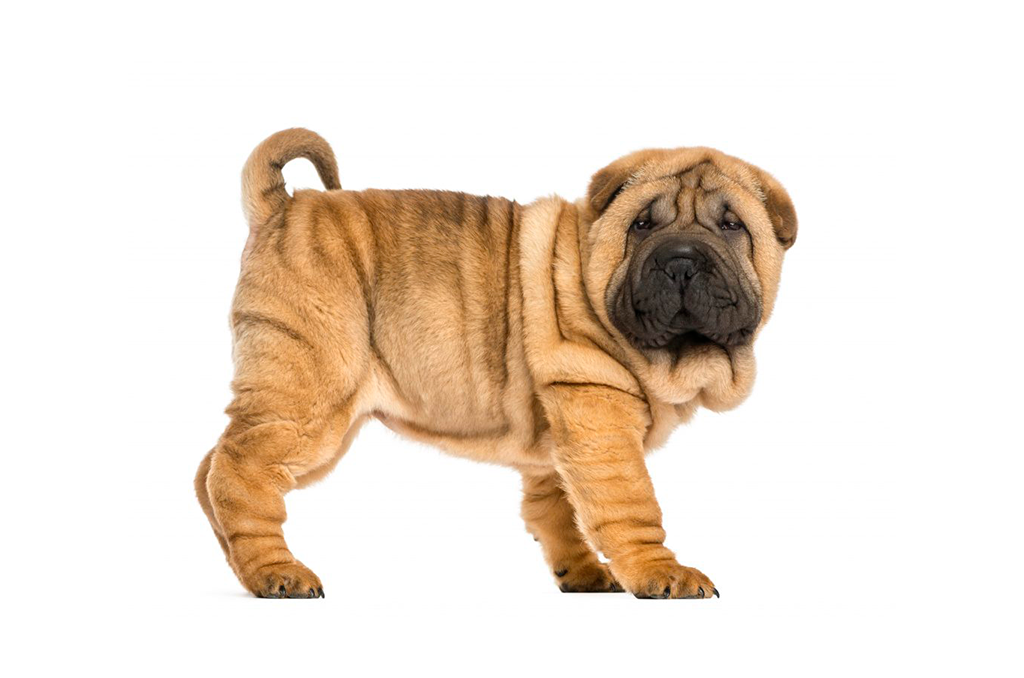 Shar-Pei