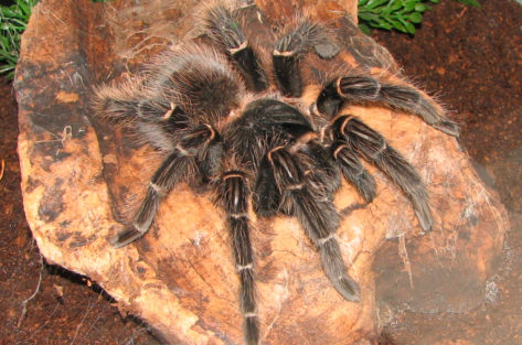 Caranguejeira Rosa Brasileira