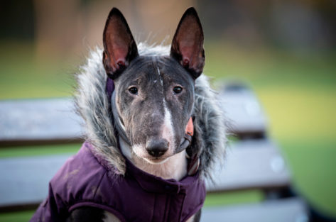 Os 10 melhores cães de guarda