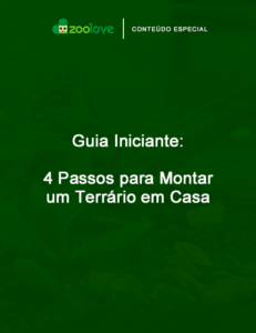 4 passos para montar um terrário em casa