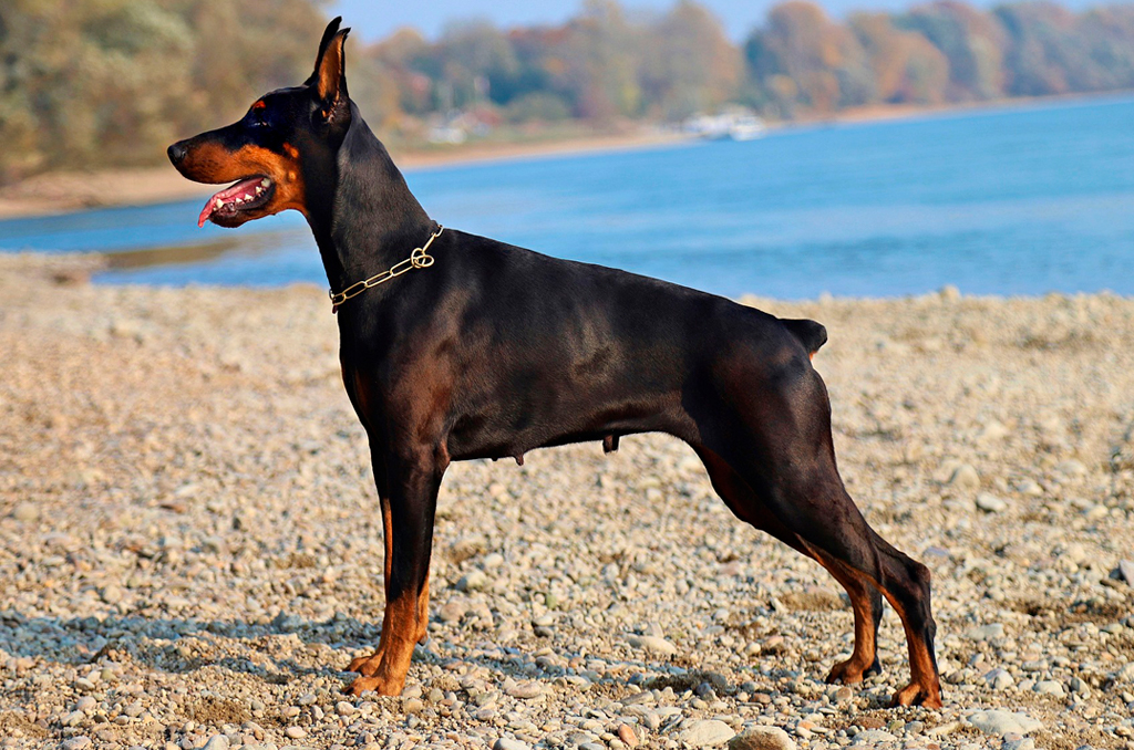 Doberman