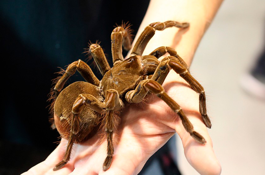 Golias Comedora de Pássaros