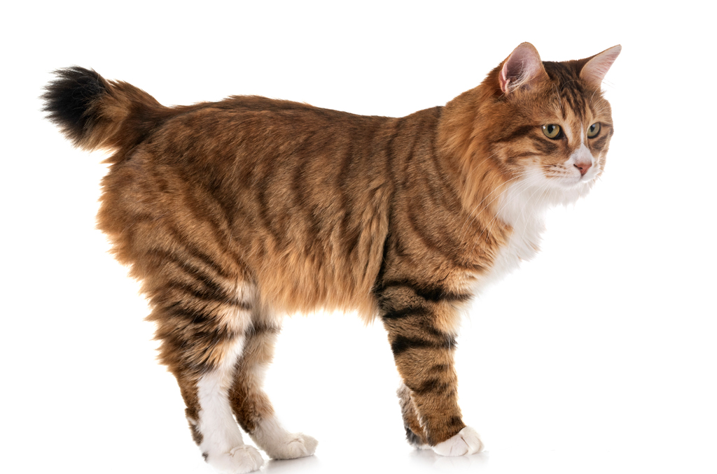 Kurilian Bobtail