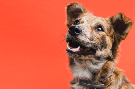 Os melhores nomes para cães