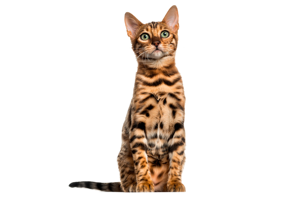 Ocicat