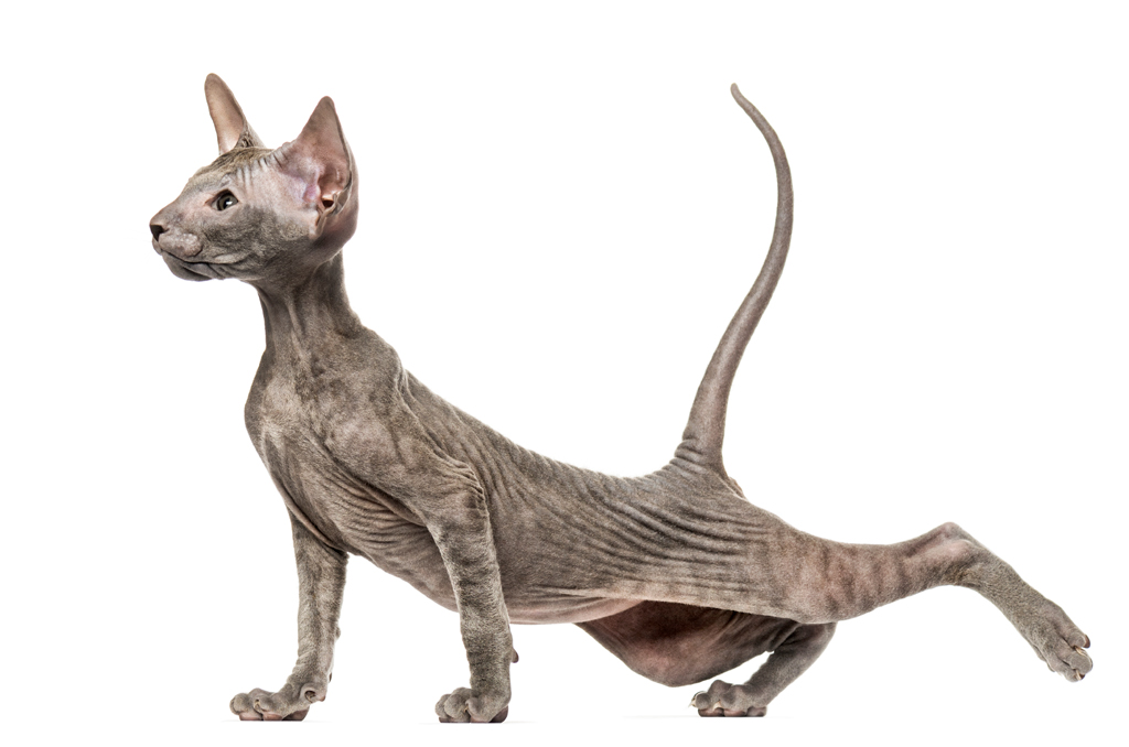 Peterbald