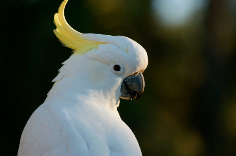 Cacatua